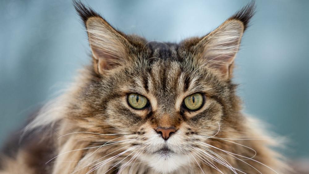 Majestic Maine Coon Portrait With Piercing Golden Eyes wallpaper