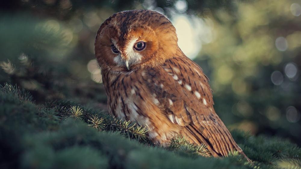 Silent Tawny Owl Resting in Soft Forest Light wallpaper