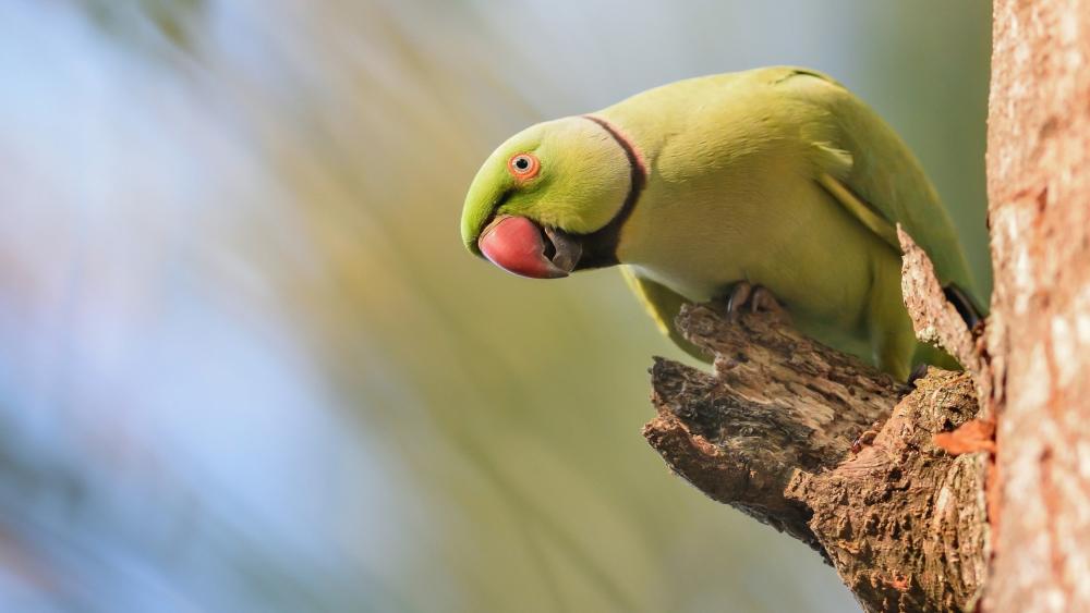 Vibrant Green Parrot Perched on Weathered Tree Branch wallpaper