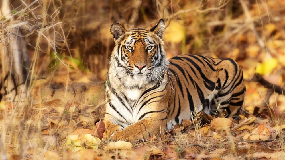 Regal Tiger Resting in Golden Forest Light wallpaper