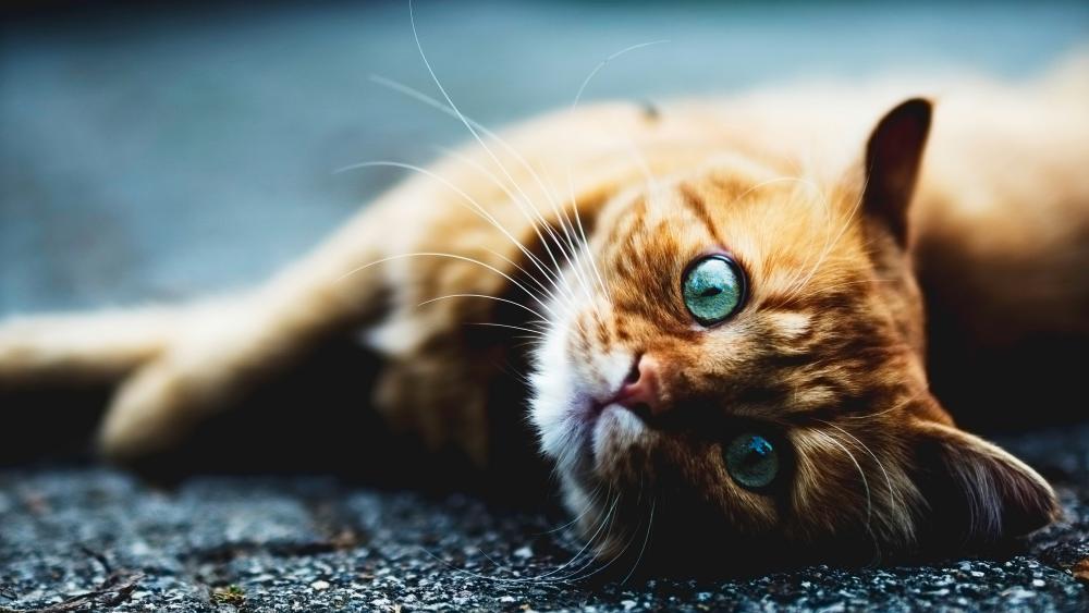 Emerald Gaze Ginger Cat Close Up in Soft Light wallpaper