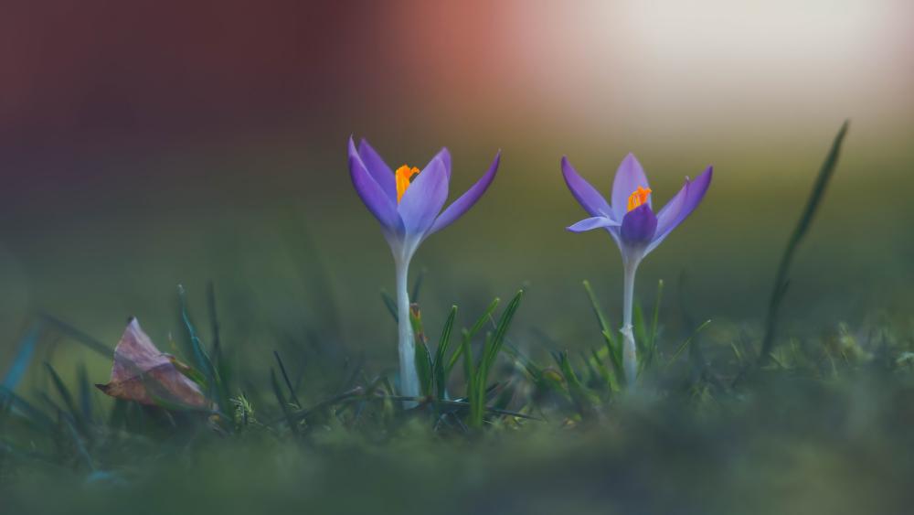 Vibrant Crocus Flowers in Springtime Serenity wallpaper
