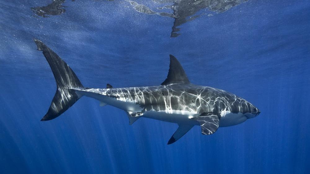 Majestic Great White Shark Gliding Through Sunlit Blue Depths wallpaper