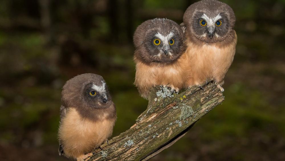 Northern Saw Whet Owls Perched on Mossy Branch at Twilight wallpaper