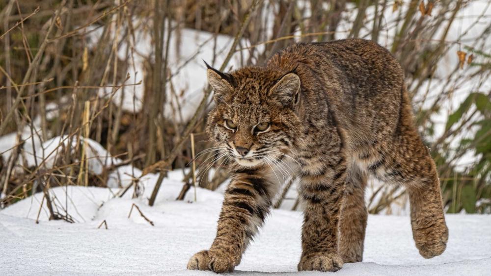 Stealthy Bobcat Stalking Through Snowy Brush in Winter Wilderness wallpaper
