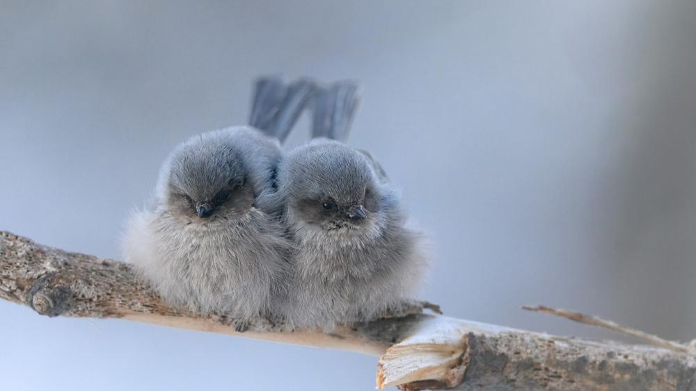 Fluffy Little Birds Cuddling on a Winter Branch wallpaper