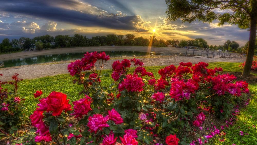 Sunrays Over Garden Roses by the Lakeside at Golden Hour wallpaper