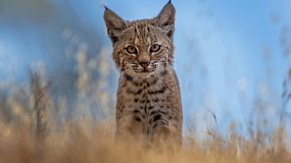 Curious Lynx Cub Portrait in Soft Meadow Light wallpaper