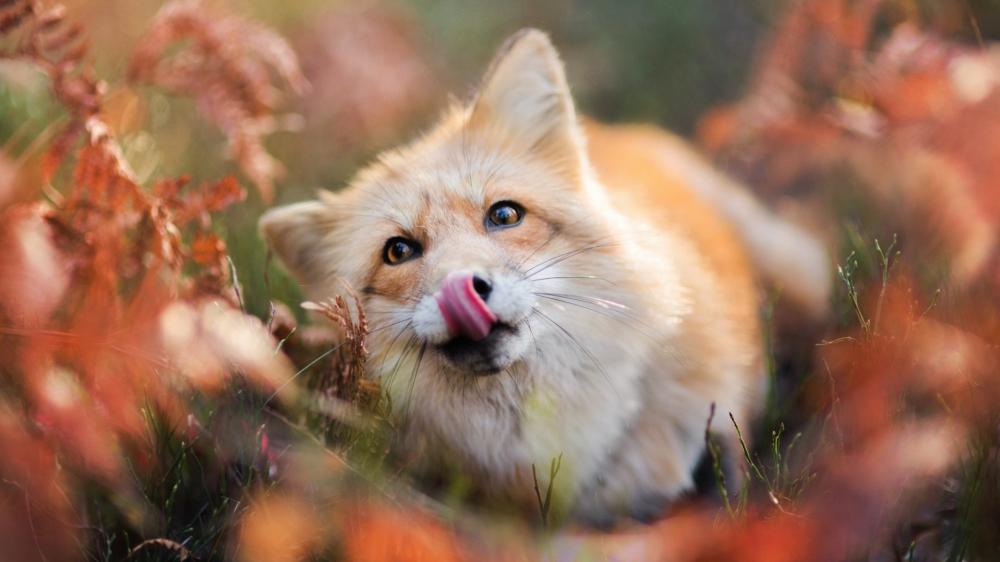 Playful Red Fox in Autumn Ferns wallpaper
