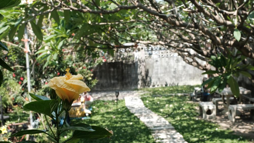 Golden Hibiscus Garden Pathway in Sunlit Bangkok Thailand 5K Wallpaper wallpaper