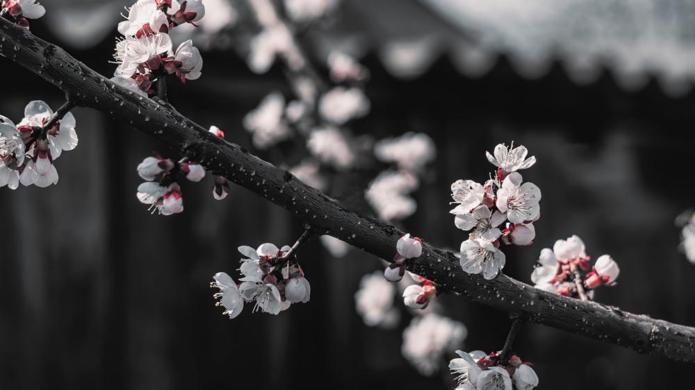 Soft Spring Cherry Blossoms on Dark Branch Wallpaper wallpaper