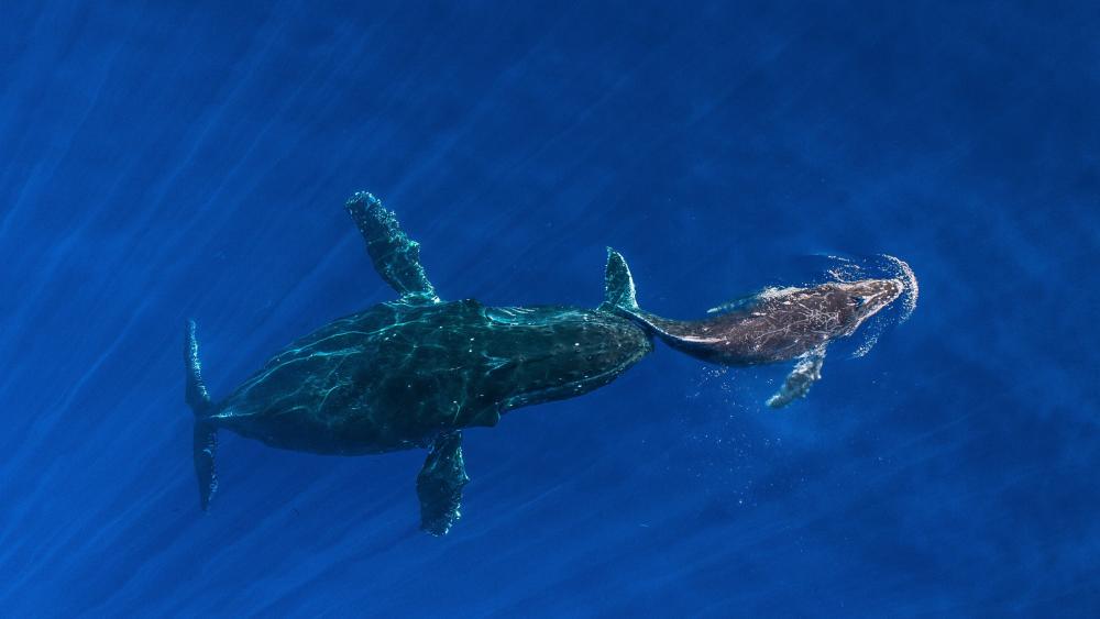 Tender Humpback Mother Guiding Her Calf Through Sunlit Blue Depths wallpaper