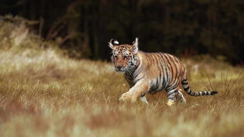 Curious Tiger Cub Exploring Golden Grasslands in Soft Morning Light wallpaper