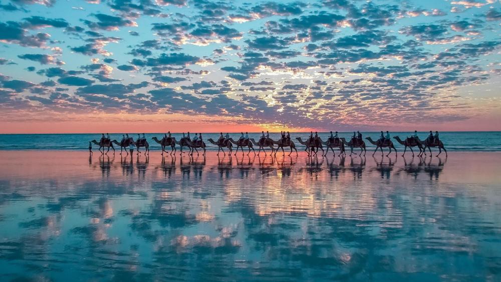 Sunset Camel Herd Reflections on Cable Beach Western Australia wallpaper