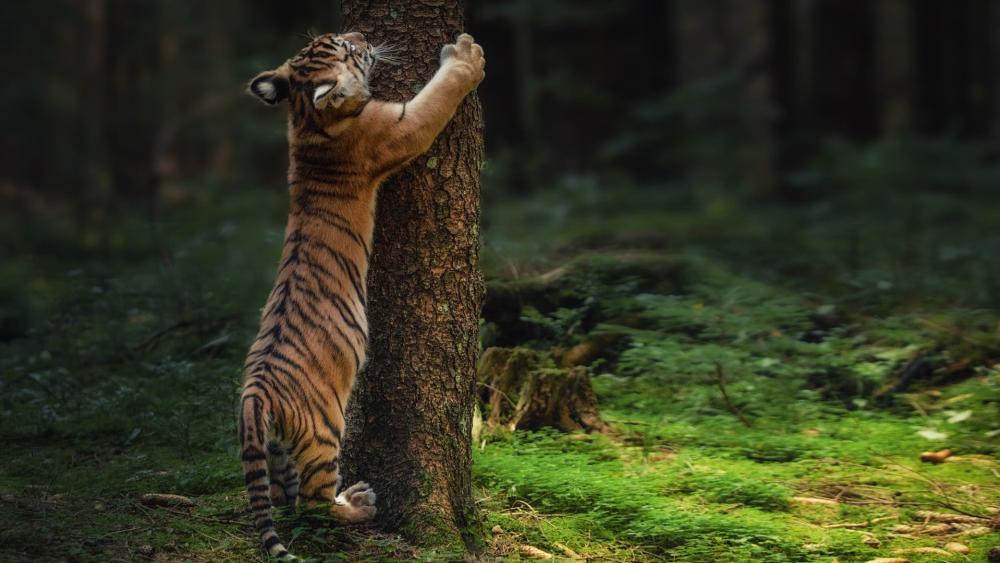 Playful Tiger Cub Hugging a Forest Tree in Soft Light wallpaper