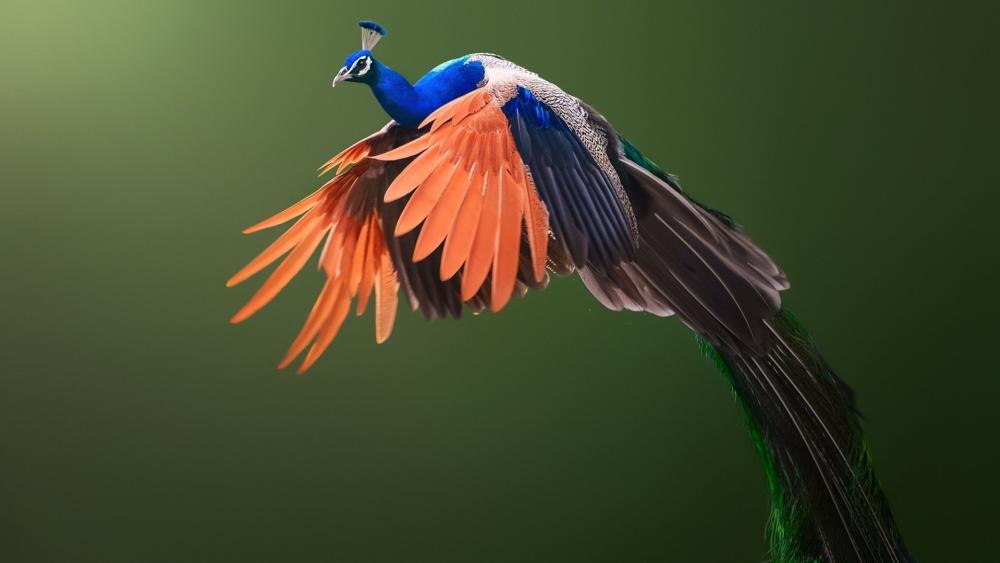 Indian Blue Peafowl in Midflight with Vibrant Wings wallpaper