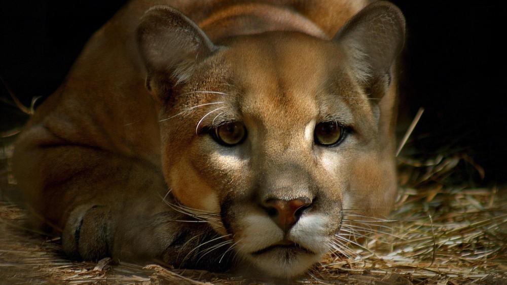 Silent Cougar Close Up Resting in Shadowed Forest Litter wallpaper
