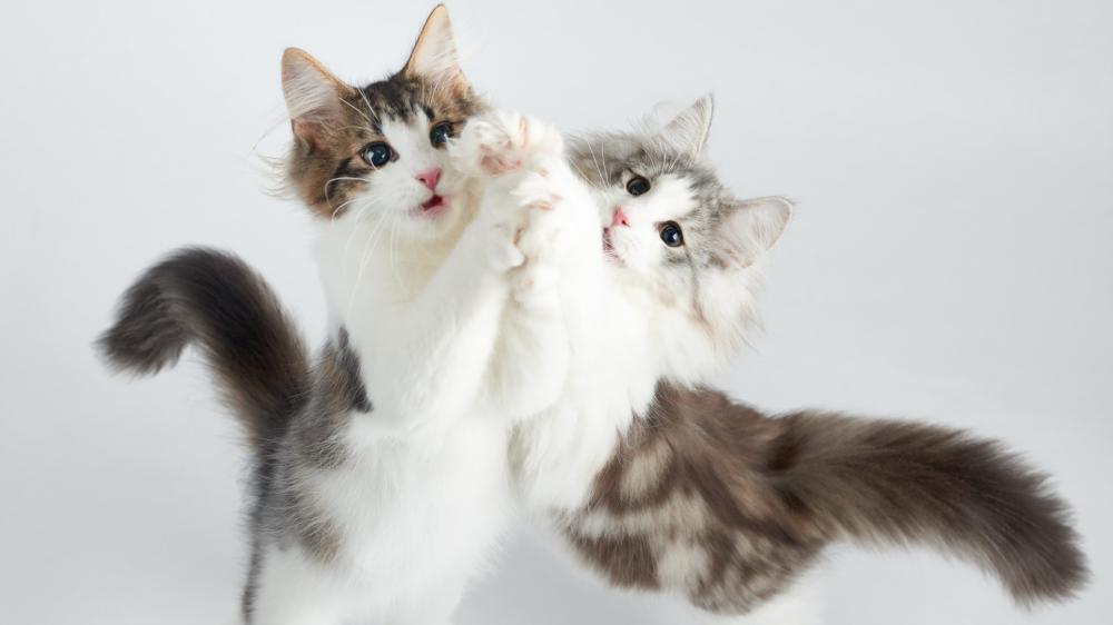 Playful Fluffy Kittens Pawing Together on a Clean White Background wallpaper