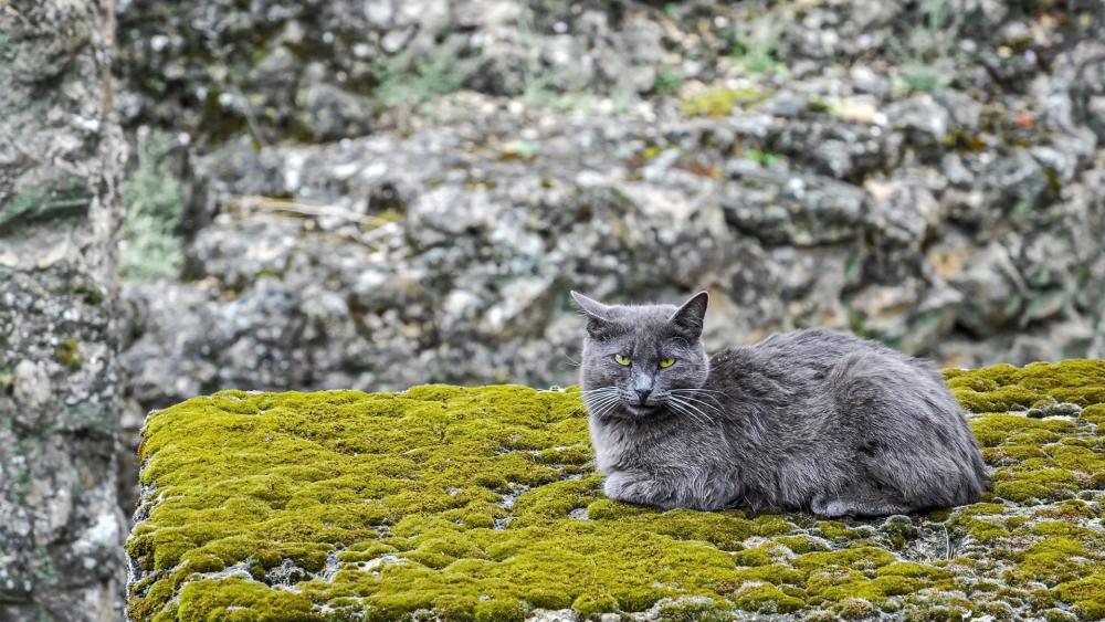 Grey Cat Resting on Mossy Stone in Quiet Wilderness wallpaper