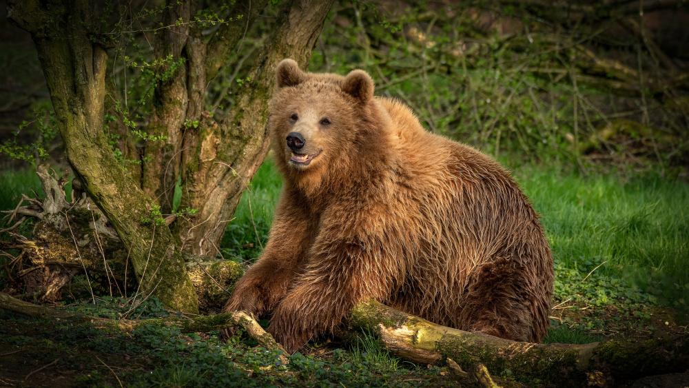 Majestic Brown Bear Resting in Sunlit Forest Glade 4K Wildlife wallpaper