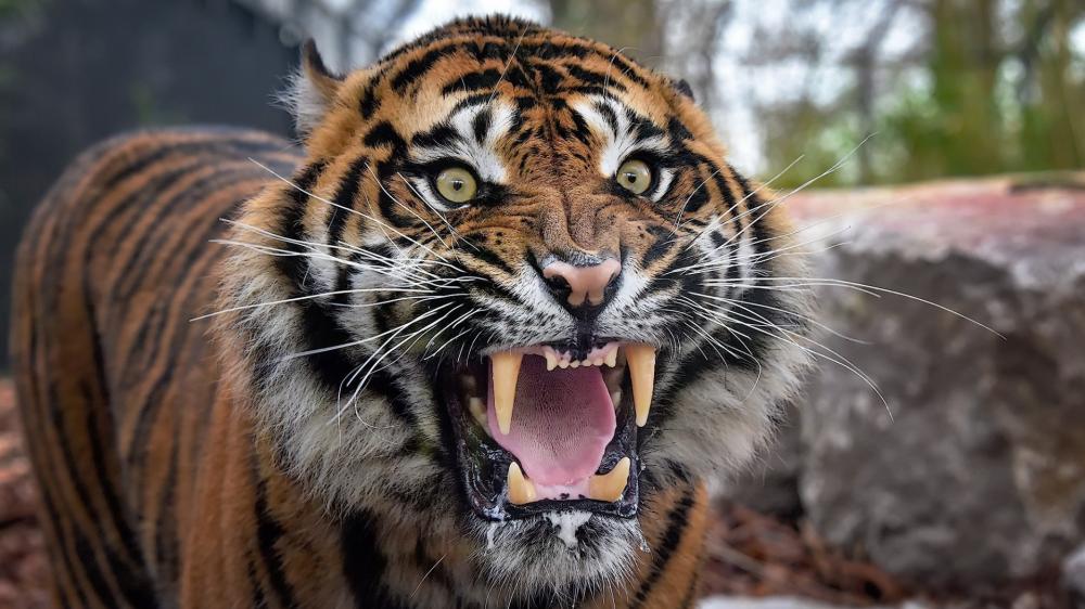 Ferocious Roaring Tiger Close Up In The Wild wallpaper