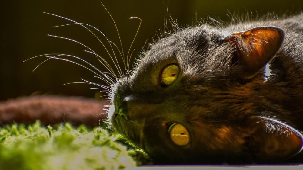 Sunlit Black Cat Resting with Golden Eyes and Silky Whiskers wallpaper