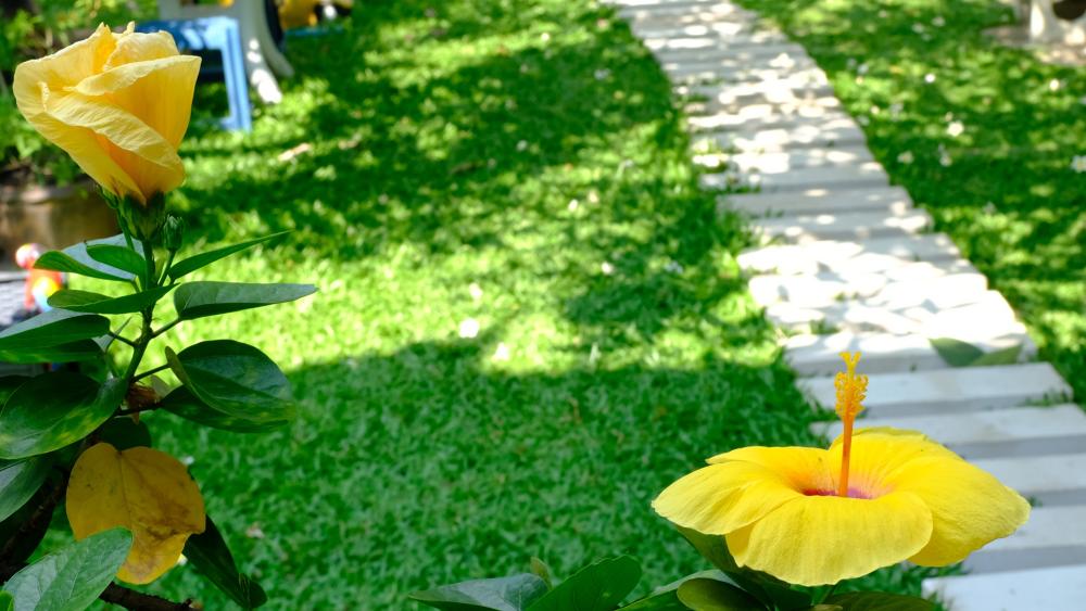 Golden Hibiscus Garden Path in Bangkok Thailand wallpaper