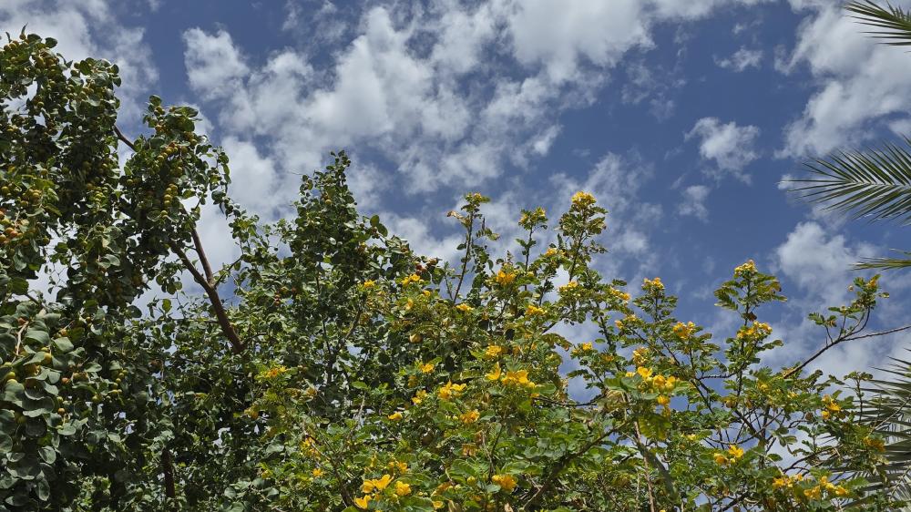 Sunlit Blossoms Reaching Into a Crisp Blue Sky in 4K wallpaper