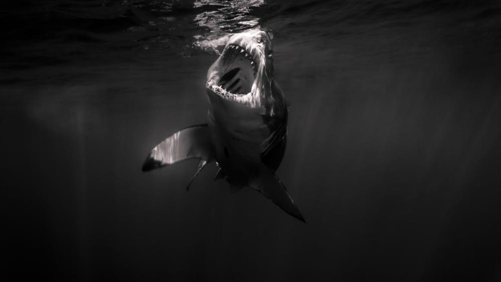Monochrome Shark Rising Through Dark Waters wallpaper