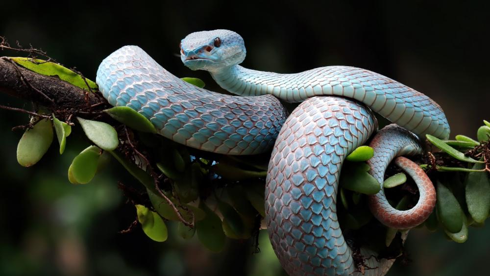 Icy Blue Serpent Coiled on Forest Branch in Ultra HD wallpaper