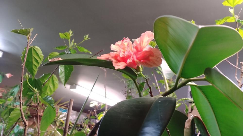 Beautiful Hibiscus Amidst Lush Greenery wallpaper