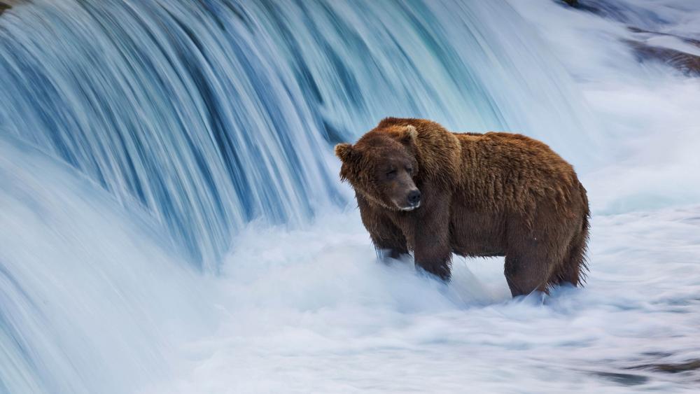 Brown Bear Standing in Misty Waterfall Stream wallpaper