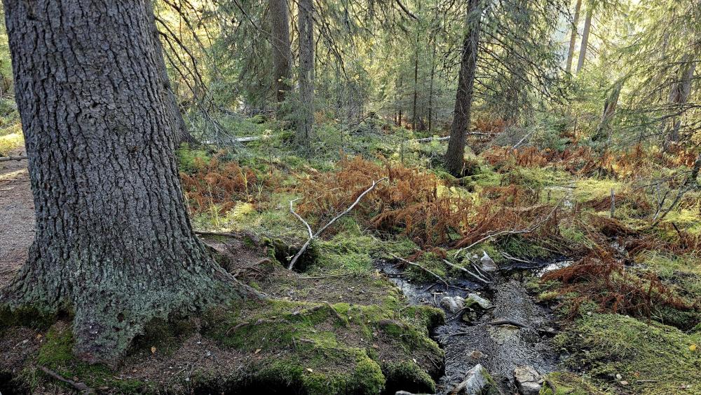 Mossy Silence in Hossa Forest wallpaper