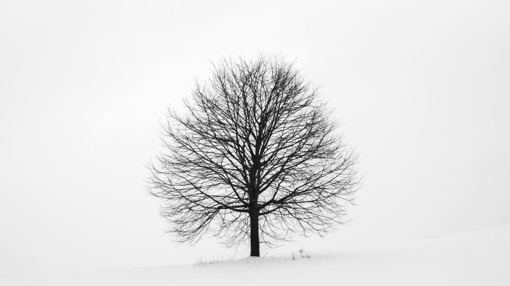 Solitary Winter Tree in Silent Snow wallpaper