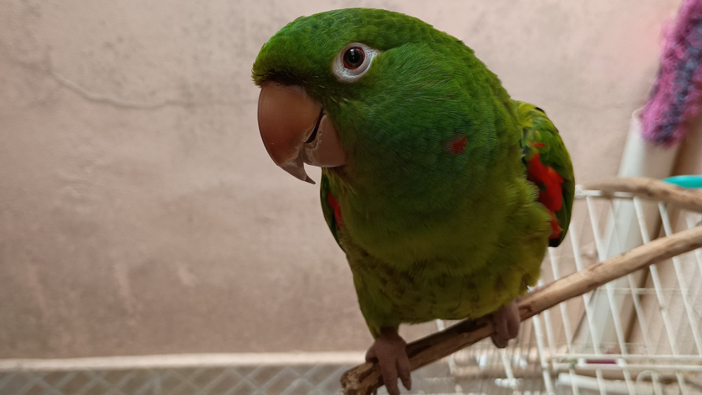 Curious Green Parrot Perched Close Up wallpaper