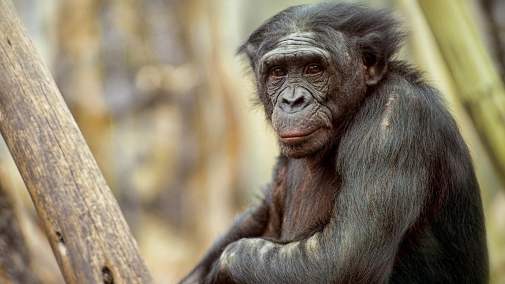 Majestic Zoo Monkey Wallpaper wallpaper