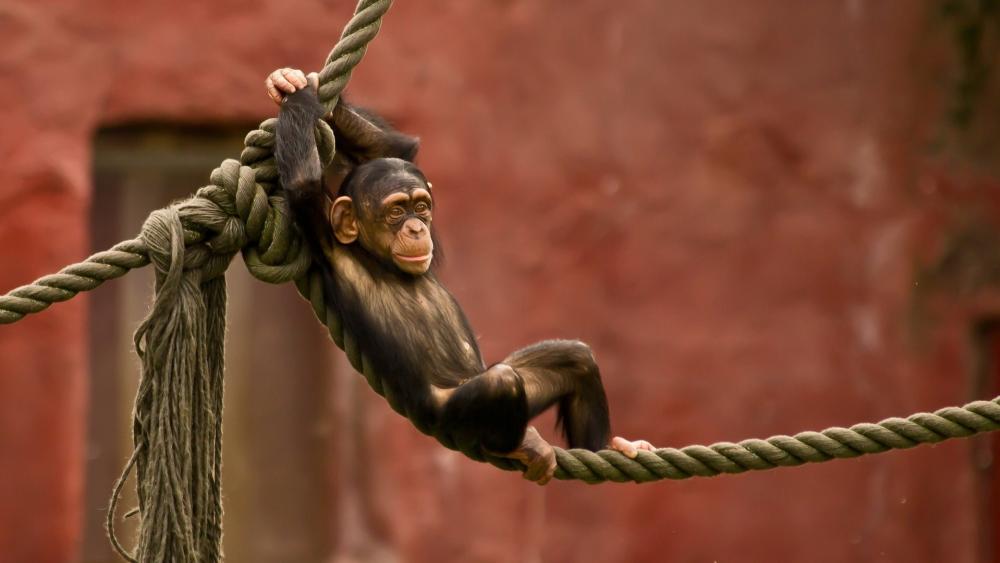 Playful Monkey on Rope Adventure wallpaper