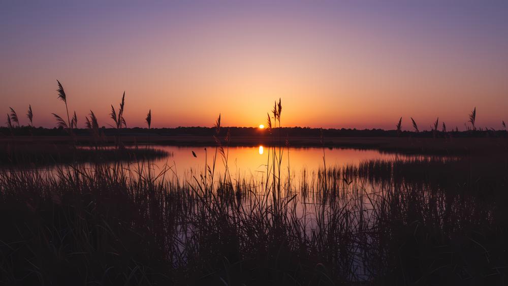 Serene Sunset Over Quiet Wetland wallpaper