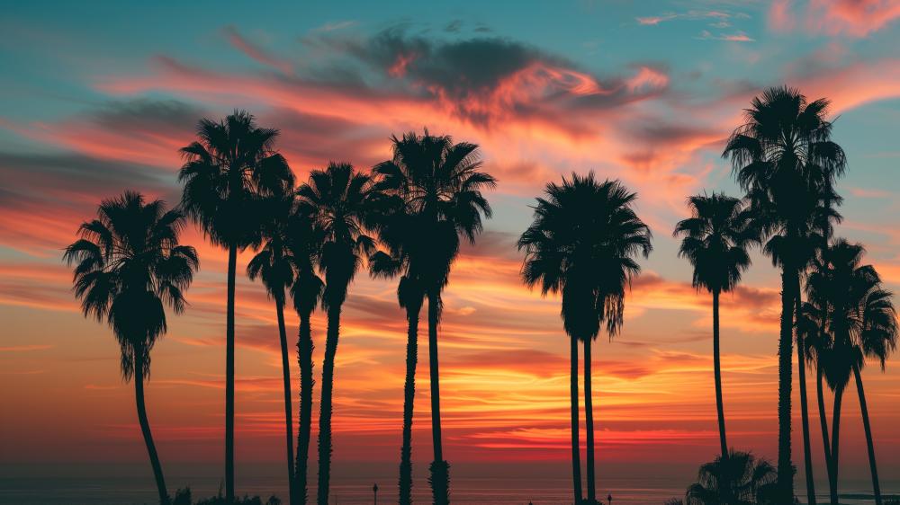 Palm Silhouettes At Burning Sunset wallpaper
