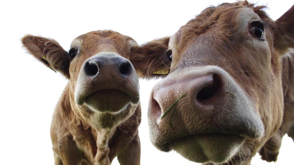 Curious Cows on White Background wallpaper