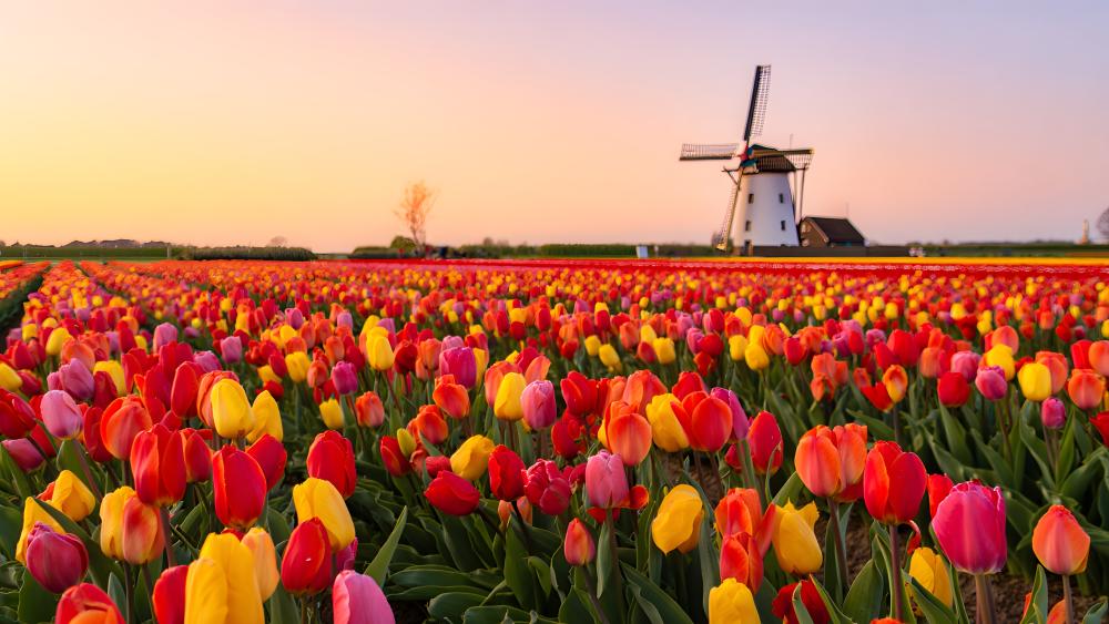 Windmill In A Field Of Tulips wallpaper