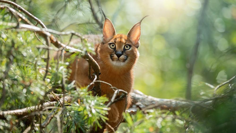 Graceful Caracal in Sunlit Forest wallpaper