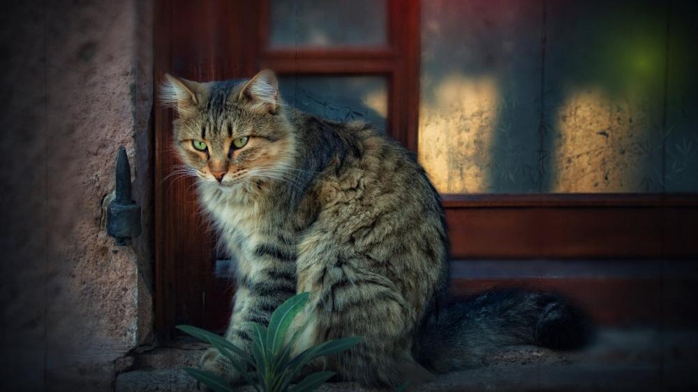 Gentle Tabby Cat by the Window wallpaper