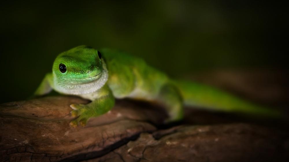Curious Green Lizard on a Branch wallpaper