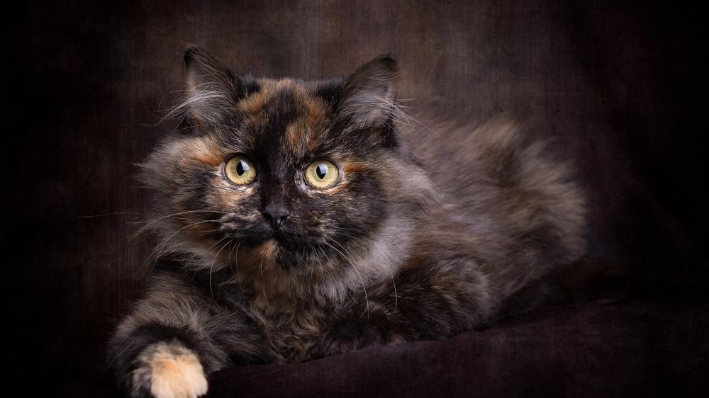 Elegant Long Haired Cat Portrait wallpaper