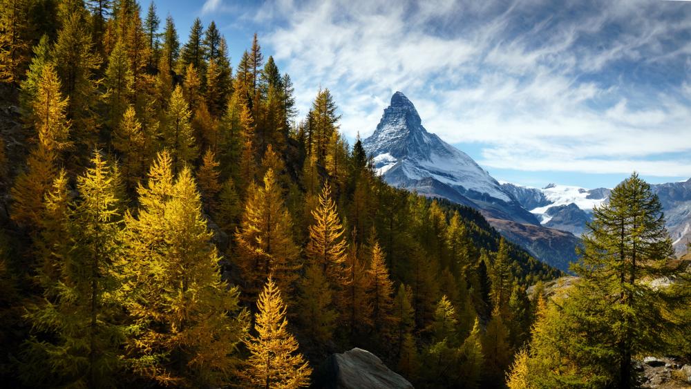 Autumn Glow Beneath the Matterhorn wallpaper