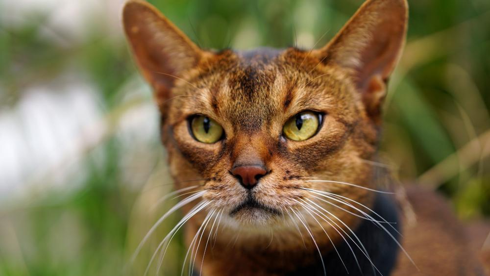 Elegant Bengal Cat Portrait wallpaper