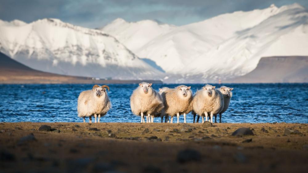 Arctic Sheep by the Icy Shore wallpaper