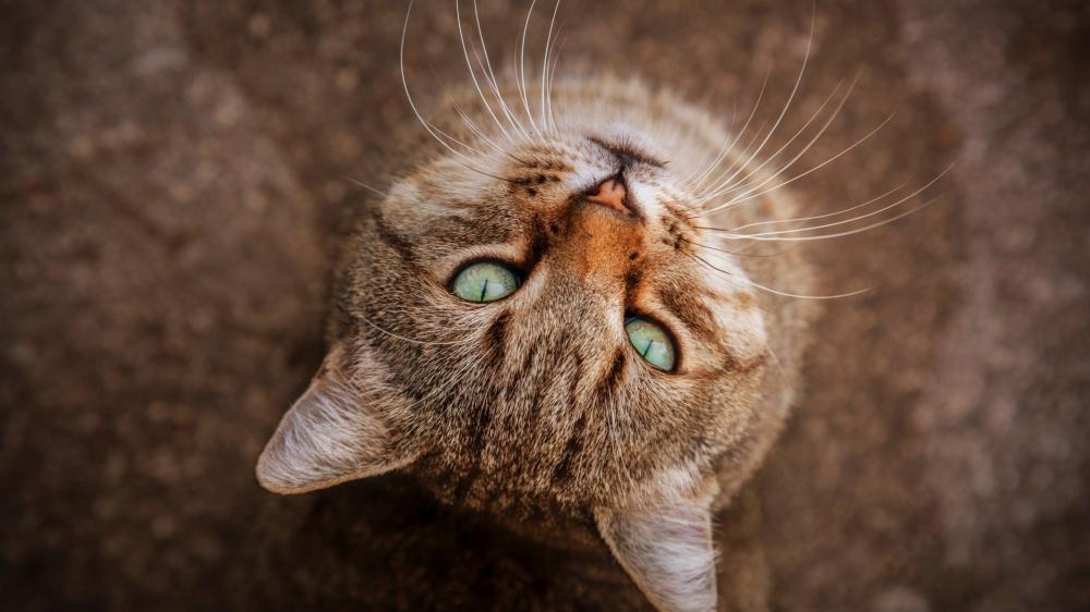 Upside Down Tabby Cat Portrait wallpaper