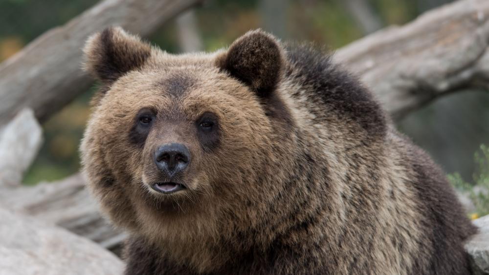 Majestic Brown Bear Close Up wallpaper